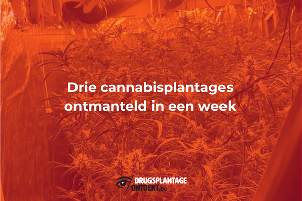 Antwerpen - Drie cannabisplantages ontdekt in een week tijd